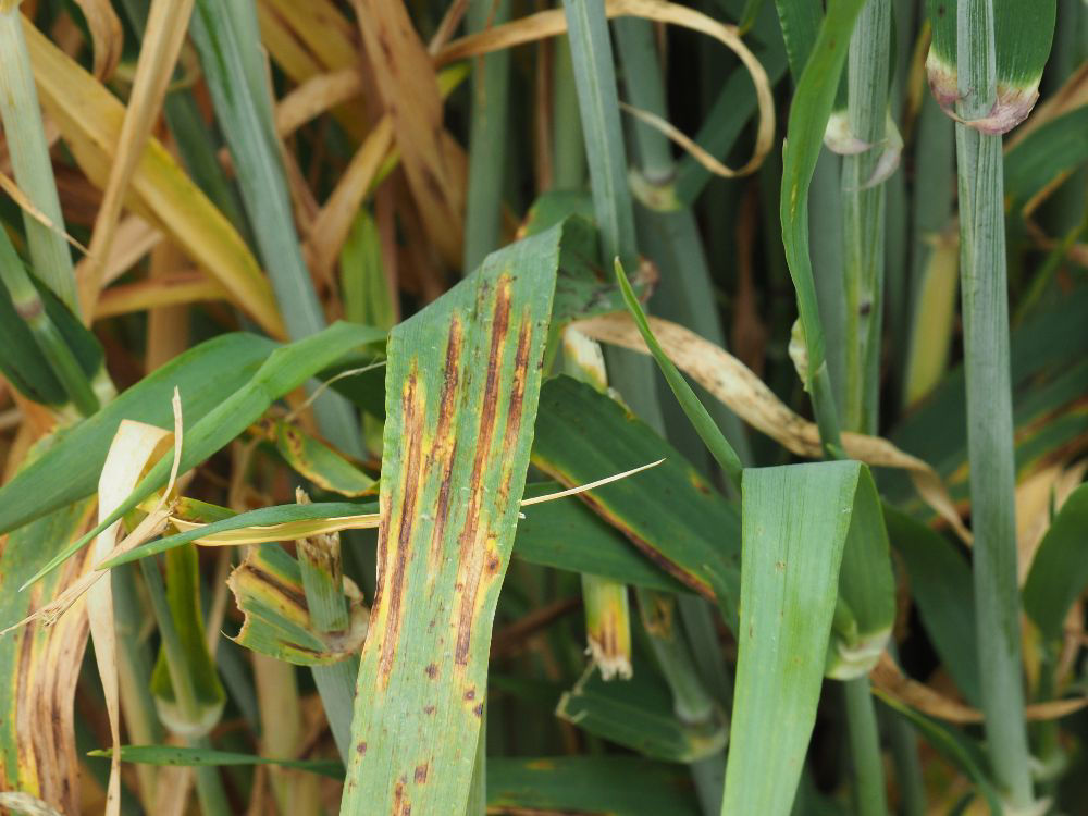 Net blotch image 1