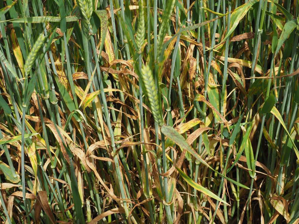 Net blotch image 2