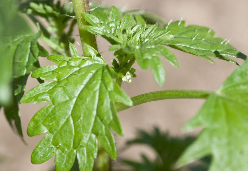 Nettle