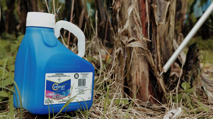New generation insecticide Vayego Forte from Bayer is registered for the control of banana weevil borer.