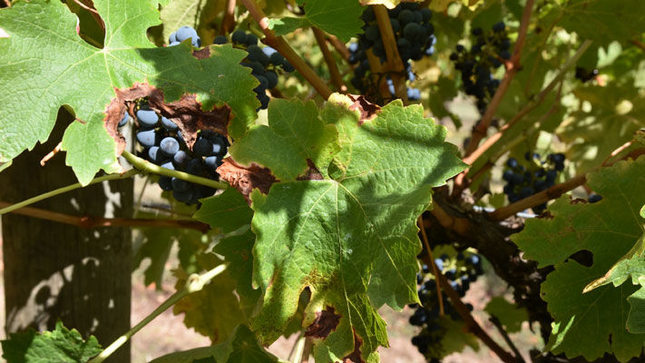 Downy mildew damage pictured last season. 