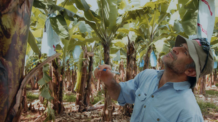 Bayer Market Development Agronomist Nick Matthews inspecting banana plantation