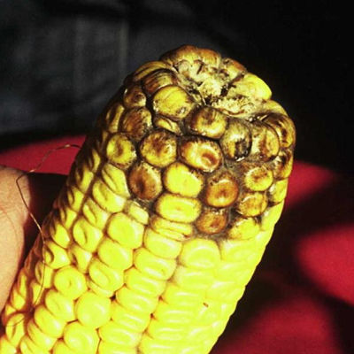 Dark gray mycelia at base of ear.