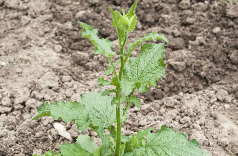 Nipplewort