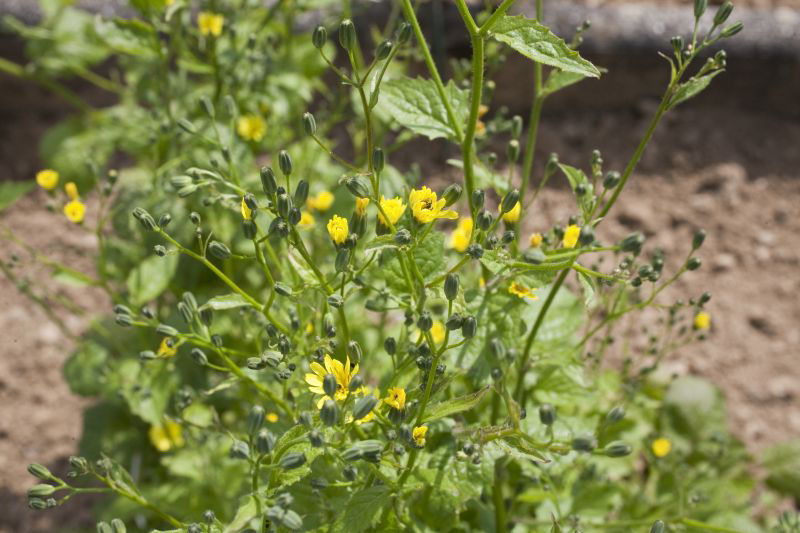 Nipplewort