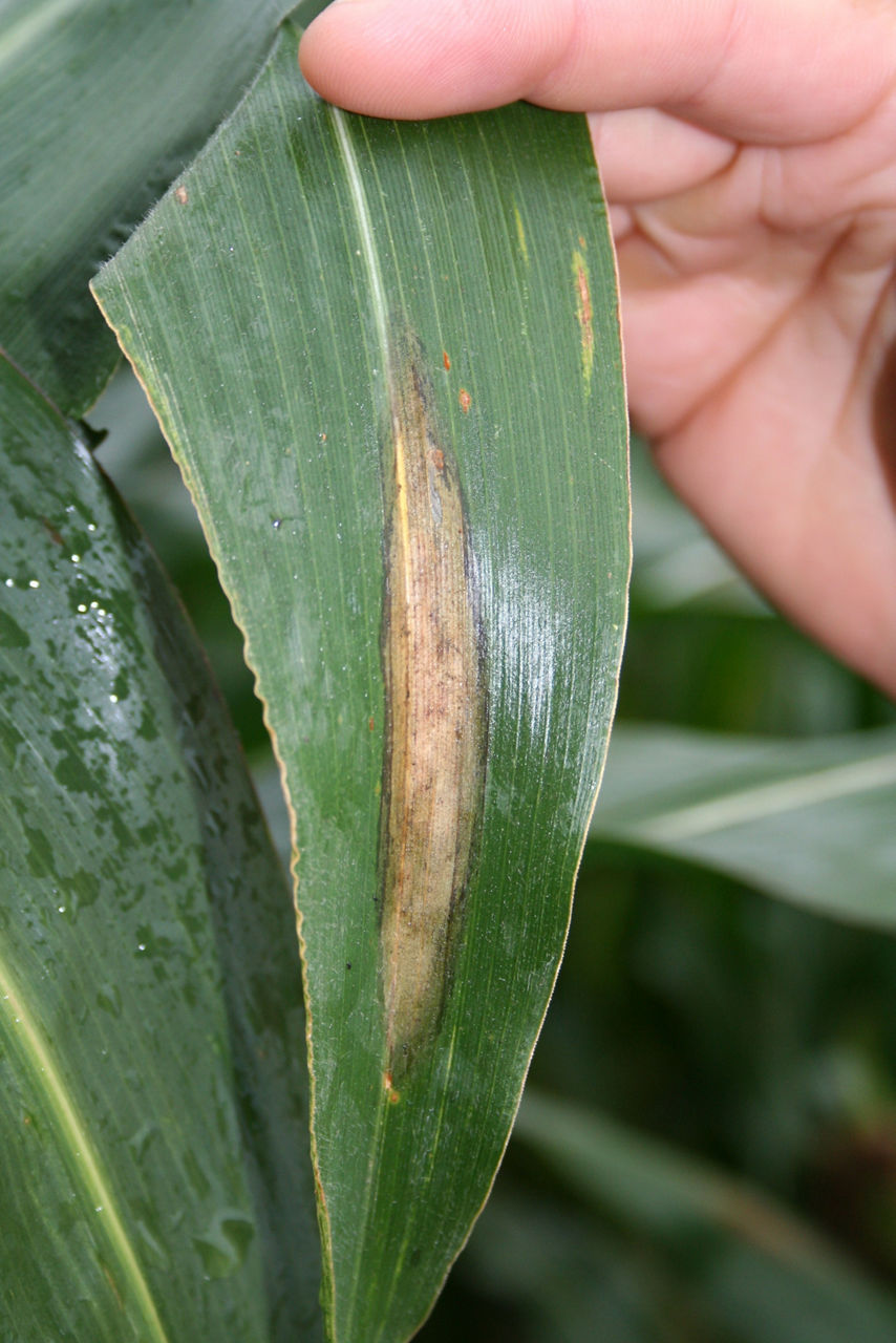 Northern Corn Leaf Blight - Lesions 13