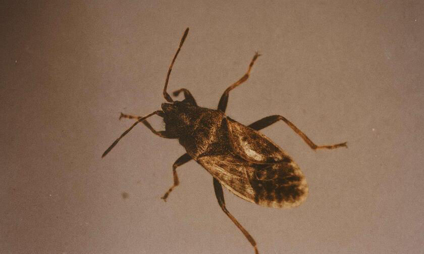 Nysius Wheat Bug