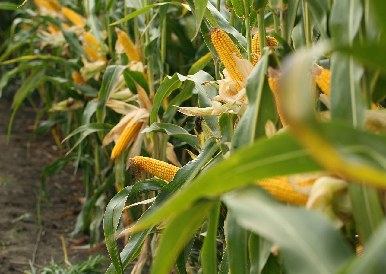 O papel da genética na produtividade do milho