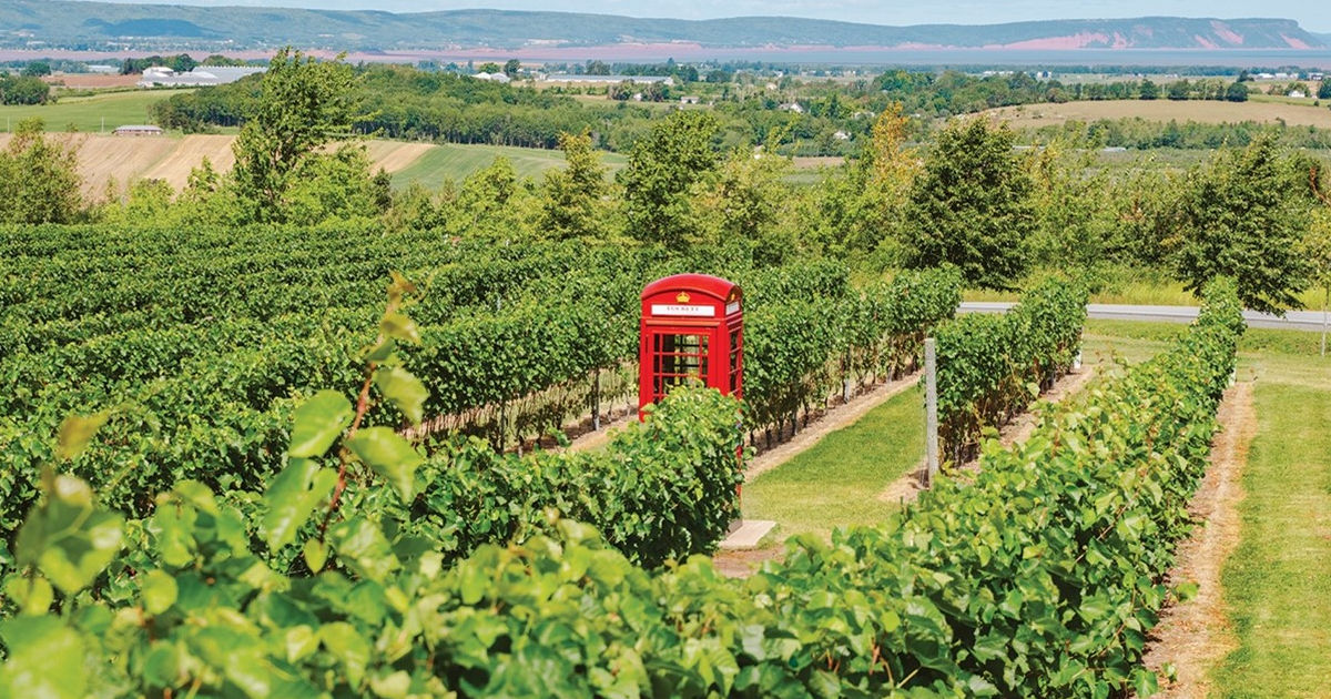 Luckett Vineyards’ classic British phone box is a nod to owner Geena Luckett’s dad Pete, who hails from England. 