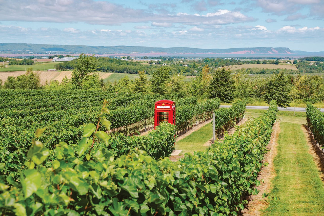 A beautiful, manicured vineyard with vines in neat rows. Among the plants is a classic red British phone box, standing out against the greenery around it. 