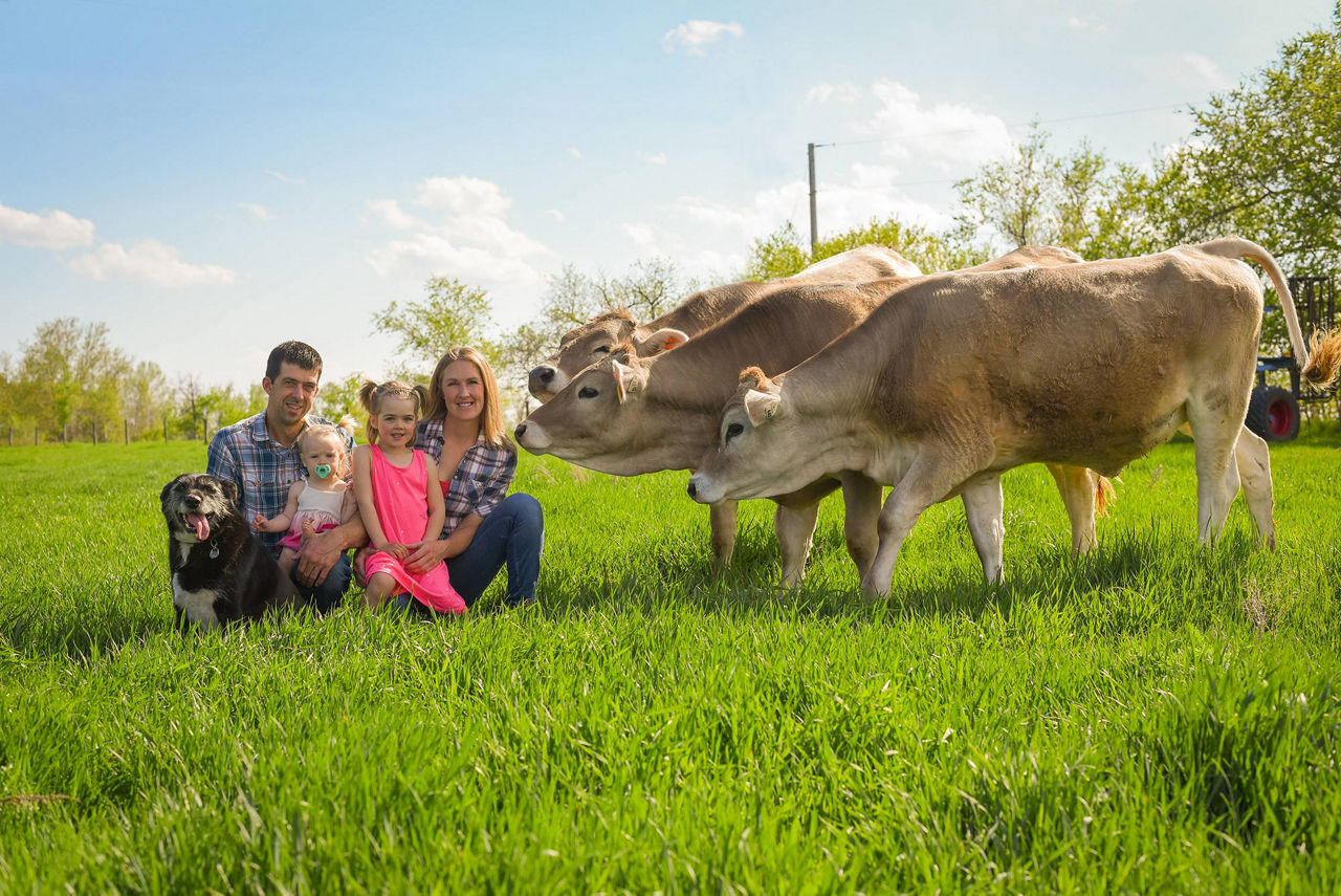 A family of four and a black dog sit in a green field on a sunny day, while three large docile brown cows stand beside them sniffing them. 