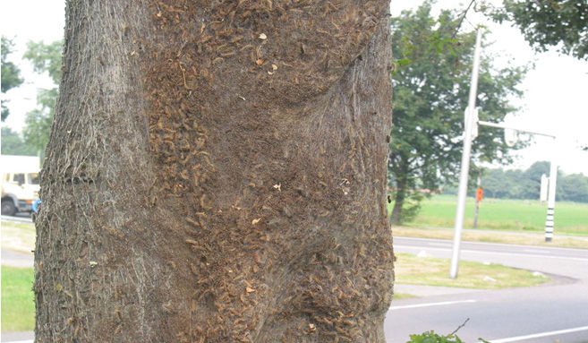 Oak Processionary Caterpillar