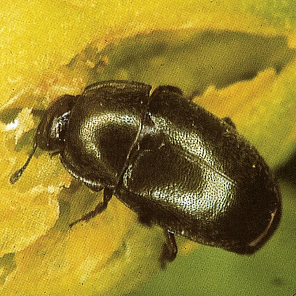 Oilseed Rape Beetle