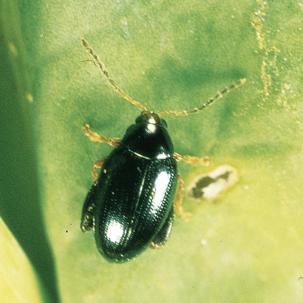 Oilseed Rape Flea