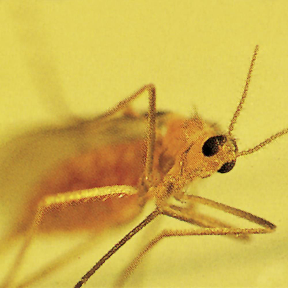 Oilseed Rape Gall Midge