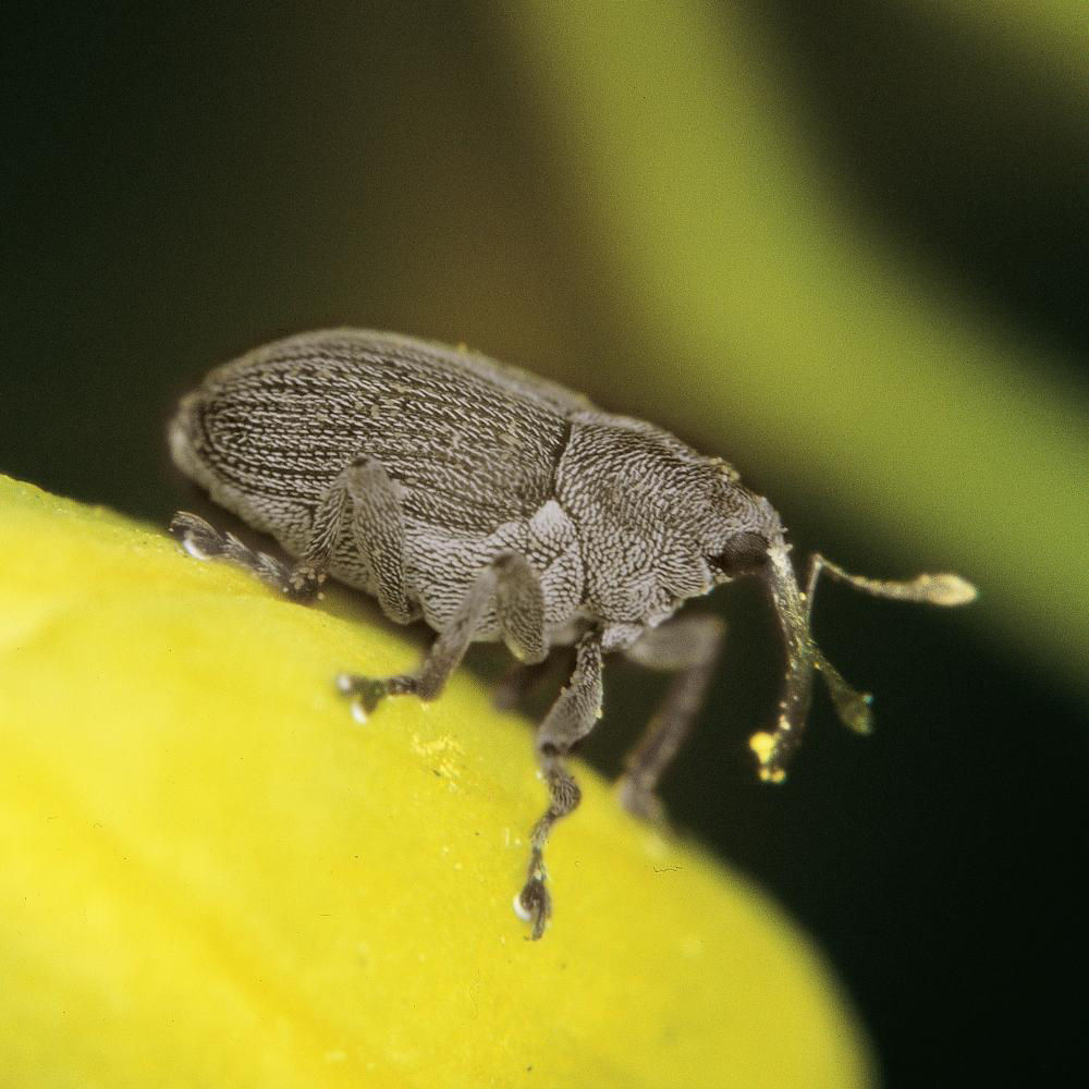 Oilseed Rape Weevil