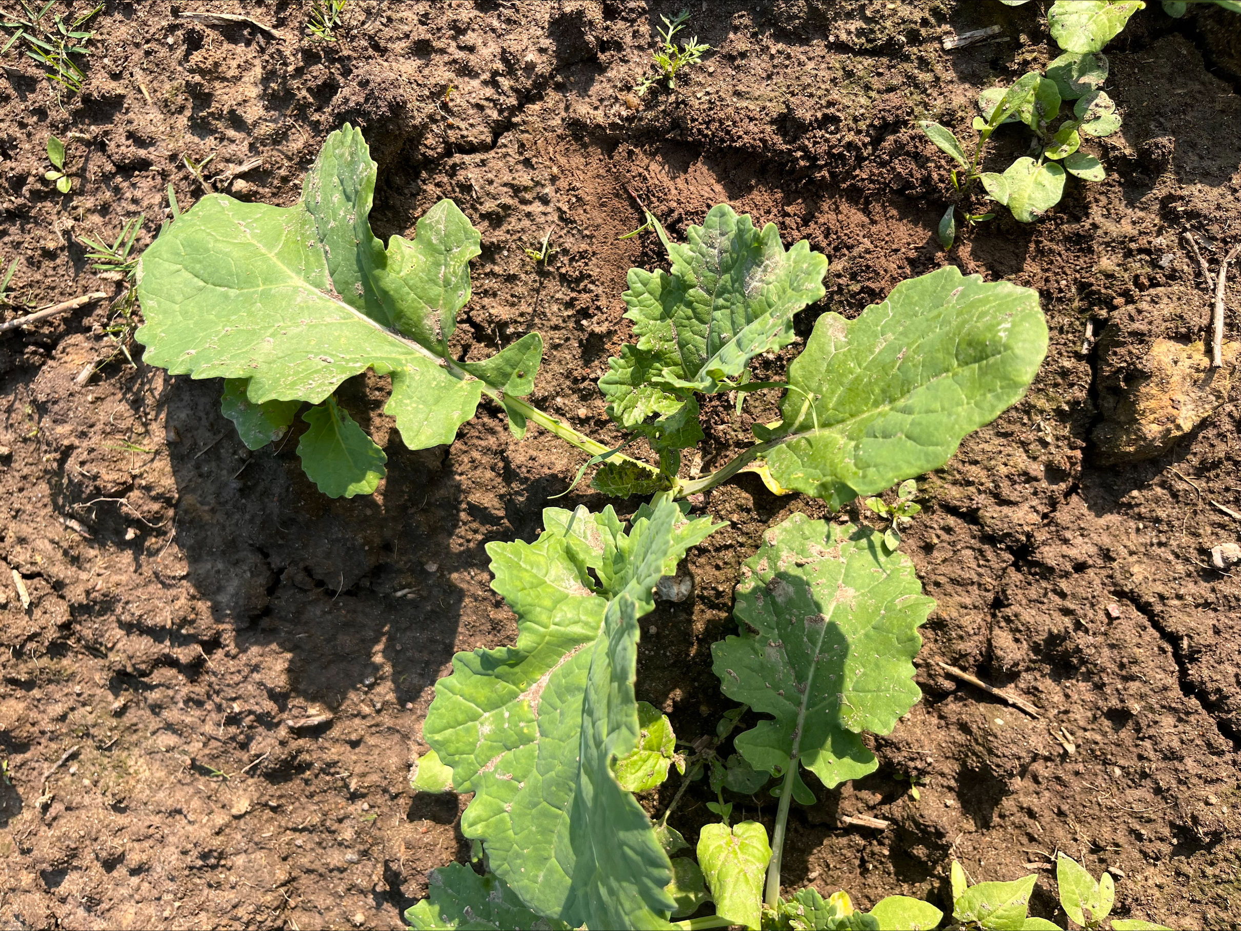 Oilseedrape1