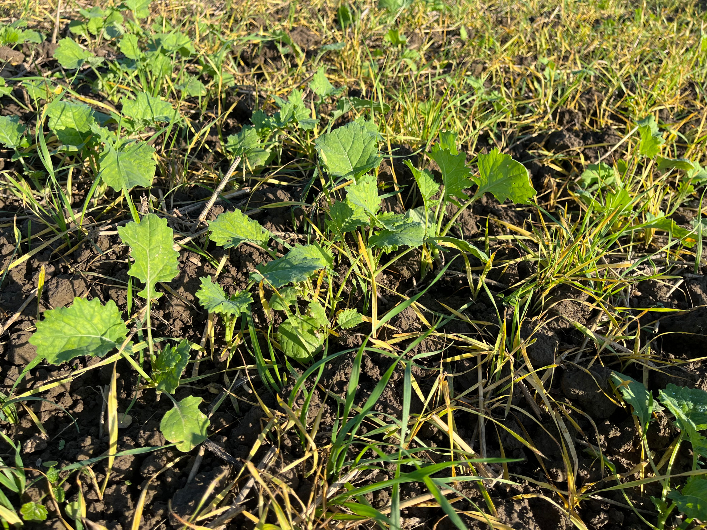 Oilseedrape Autumn 1