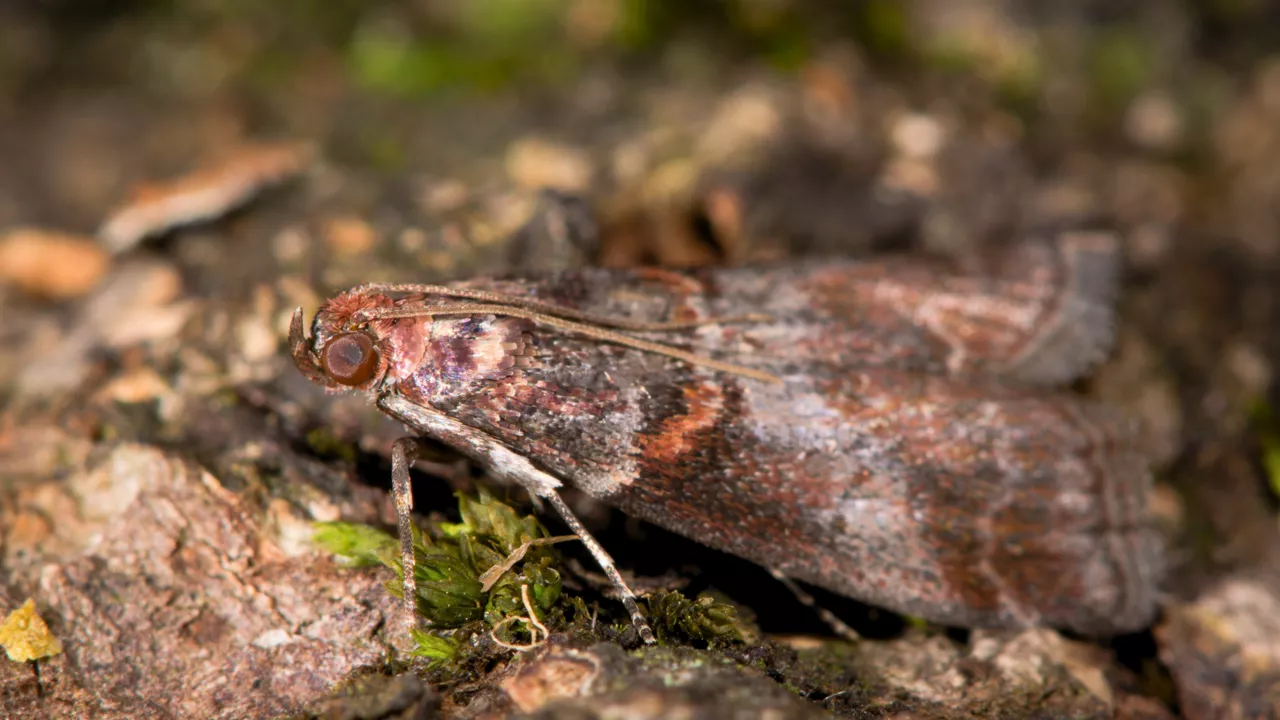 omanica jarzębianka