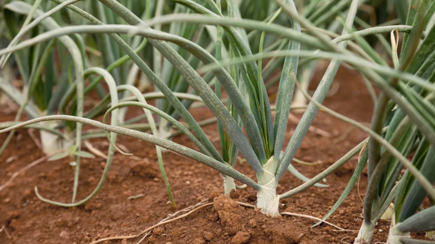 crop protection in Onions