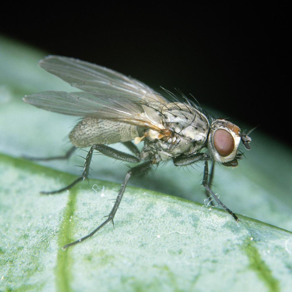 Onion Fly