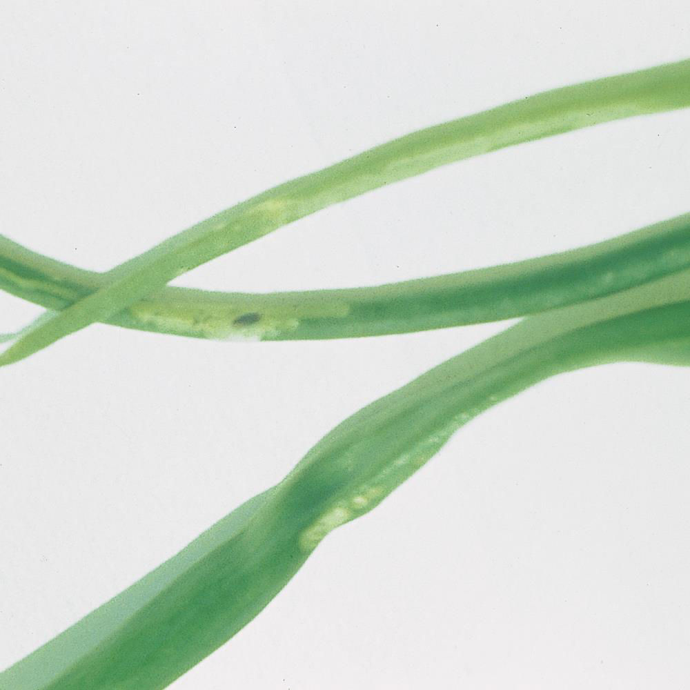 Onion Leaf Miner