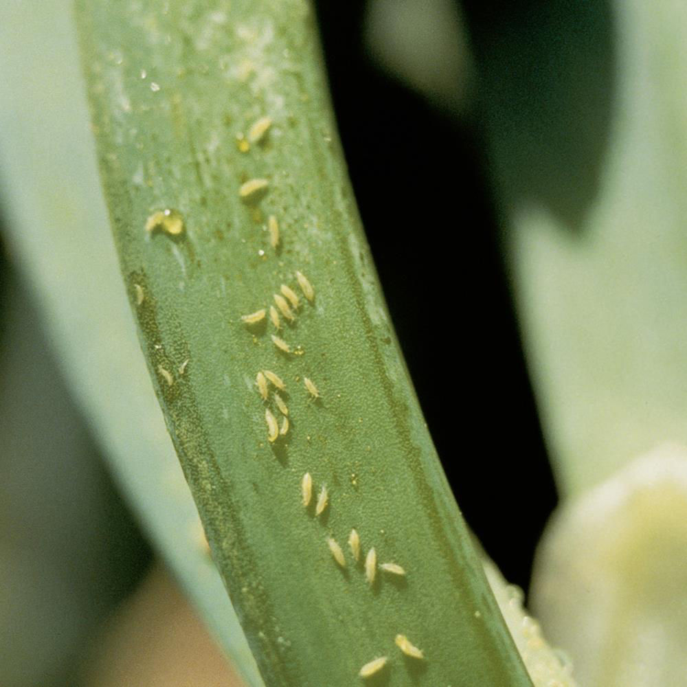 Onion Thrips