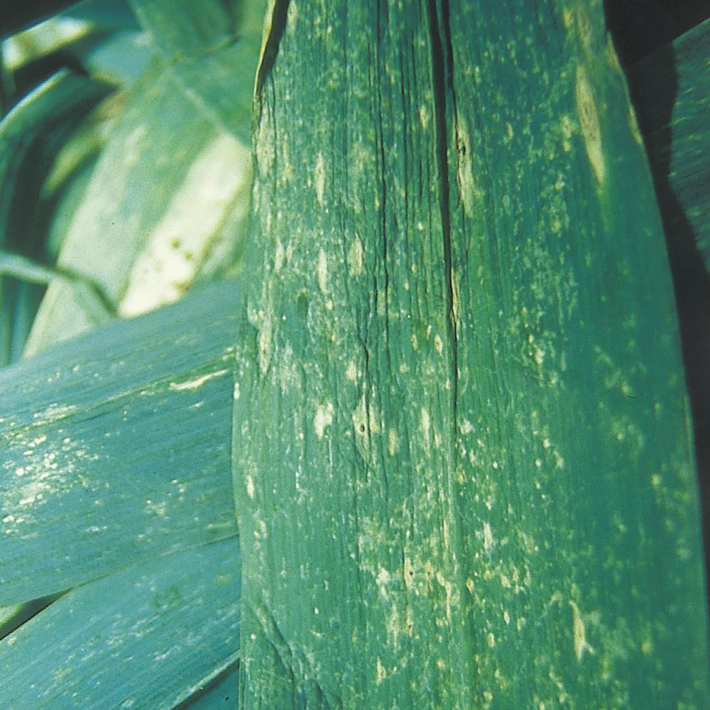 Onion Thrips