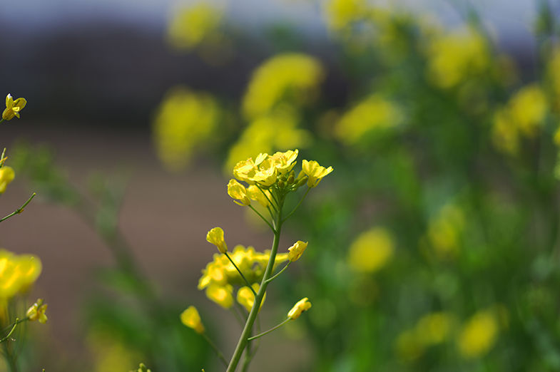 Online_Only_Volunteer_Canola_image.jpg