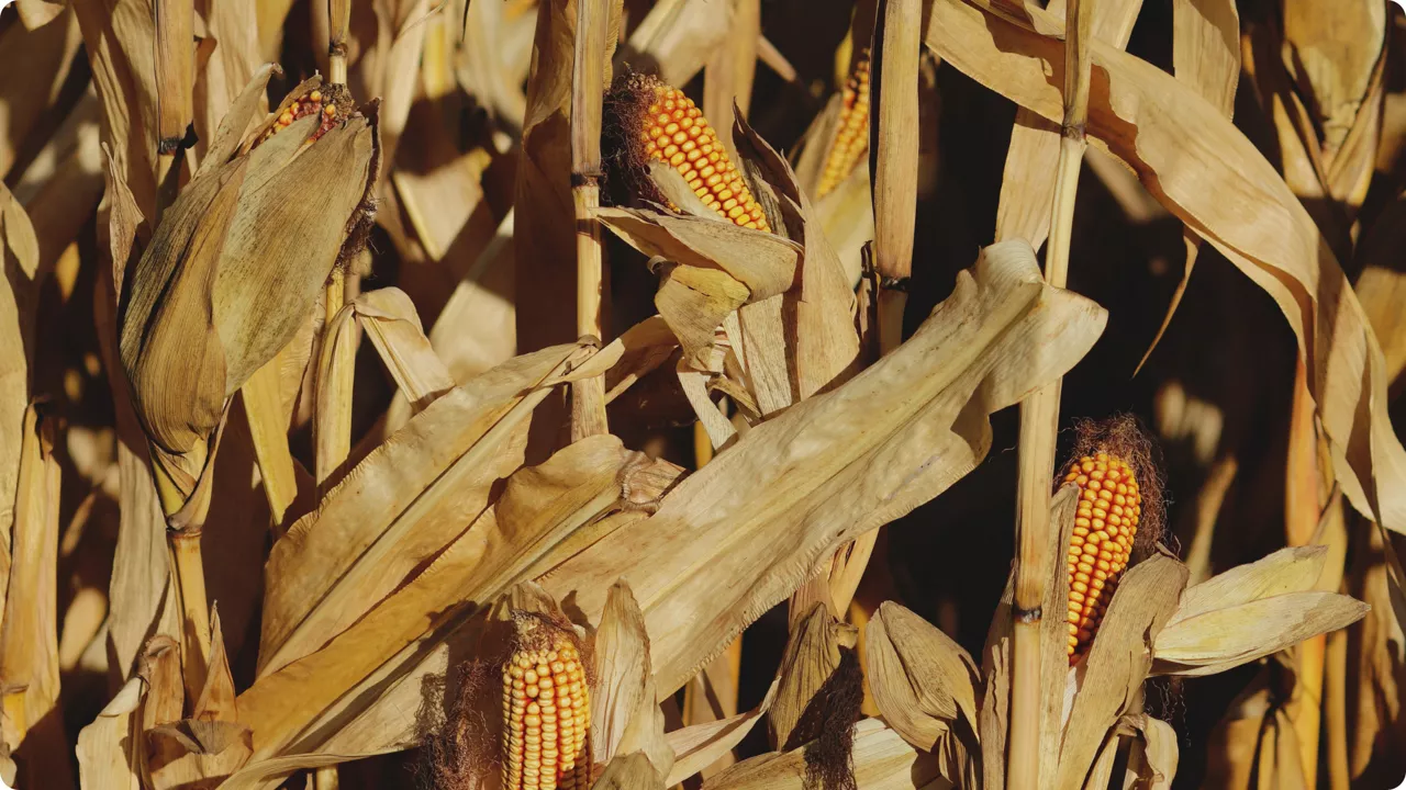 suche kolby kukurydzy 