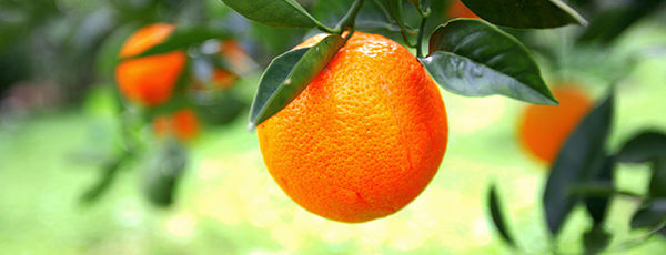 Wideshot of orange growing on a tree in a citrus grove