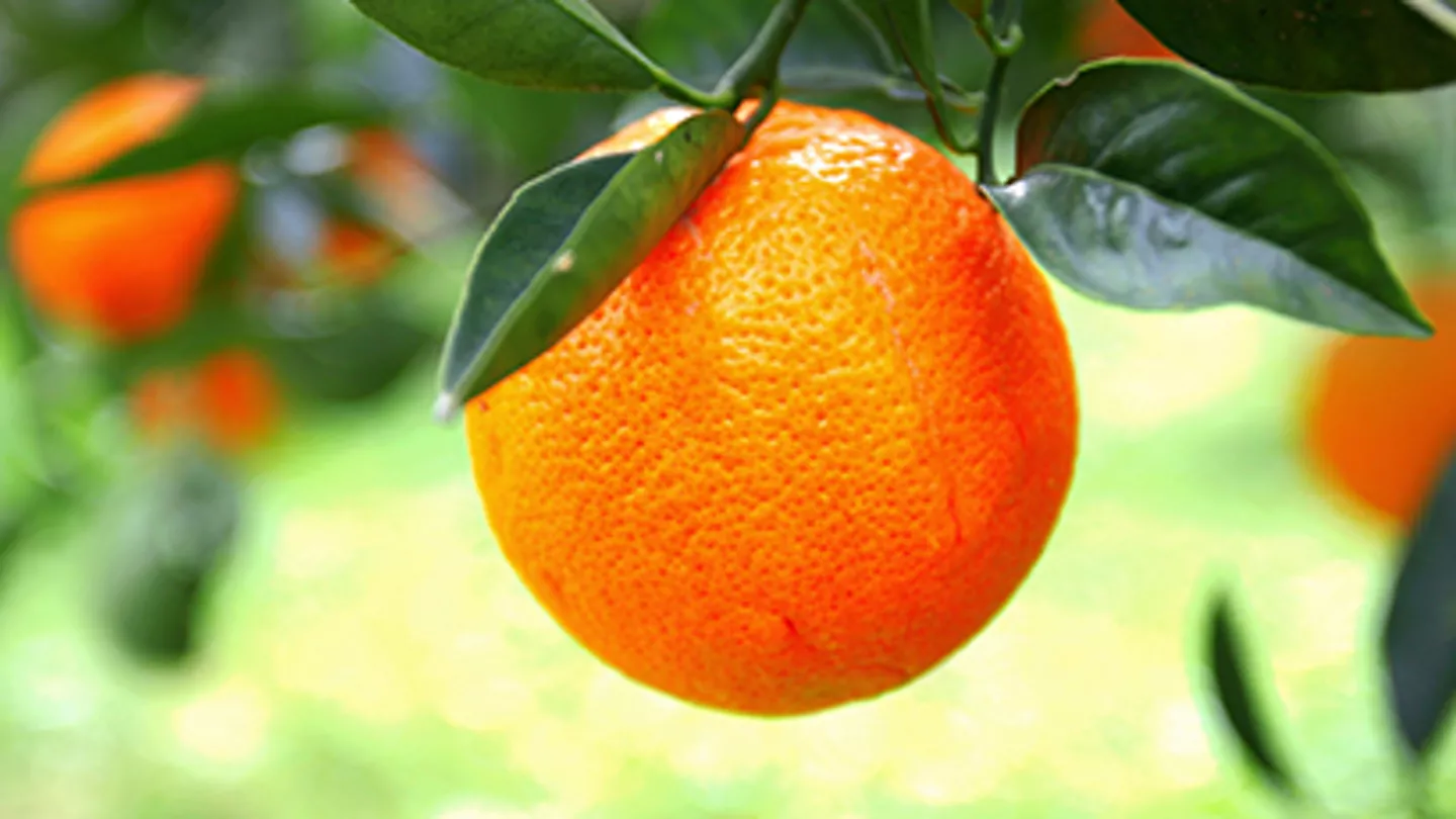Prevent Weeds with Pre-Emergent Treatments to Combat Citrus Yield Loss