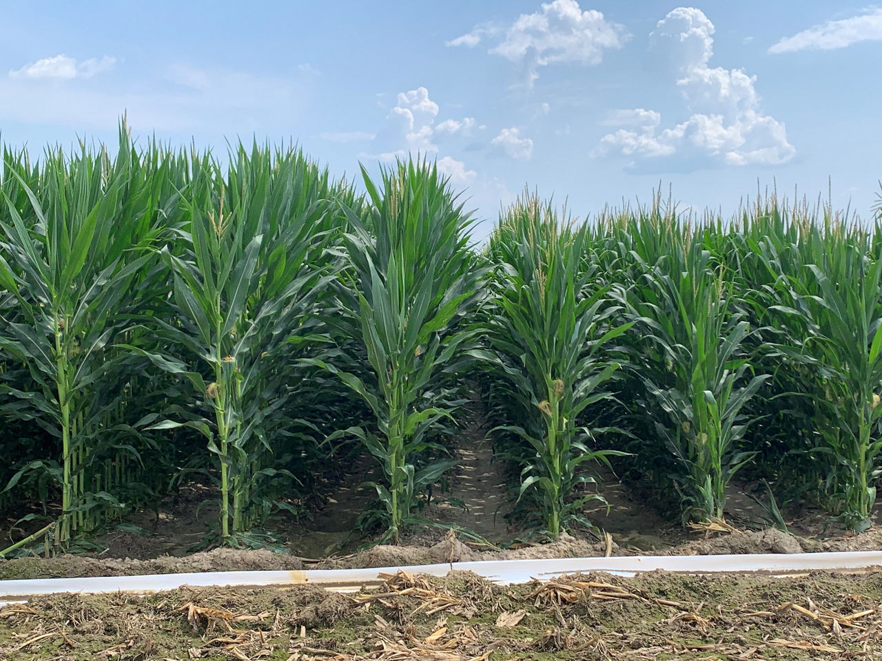 Figure 6.  Demonstration of the developmental differences between planting dates. (Left) Taller corn from the March 7th planting date compared to the height of corn with a March 28th planting date (right). 