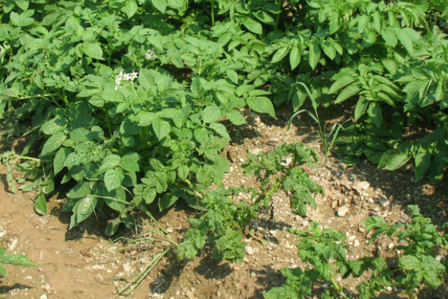 Stunted plants are infected with potato virus Y,