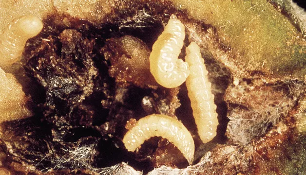 Paciornica gruszowianka
