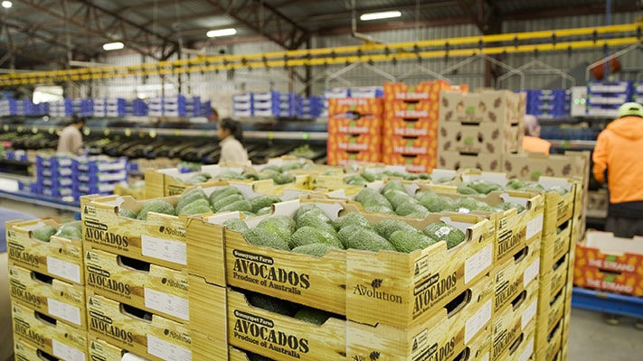 Packed Avocados at Sunnyspot farms