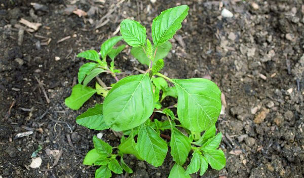 palmer amaranth