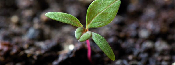 Palmer amaranth with first true leaves