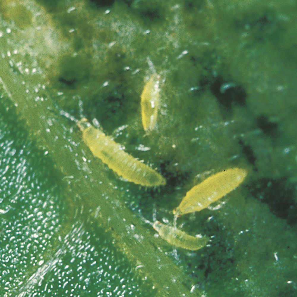 Pea Thrips