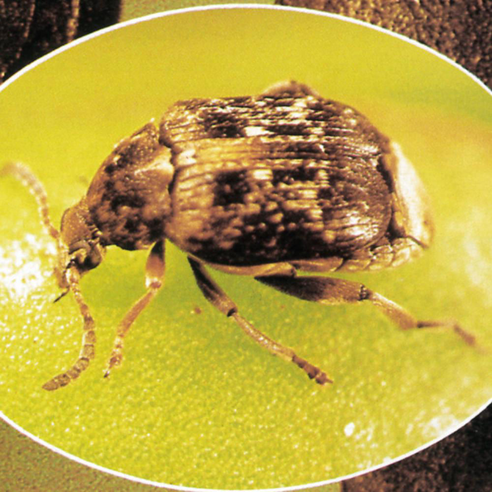 Pea Weevil