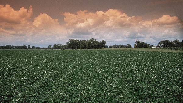 peanut field