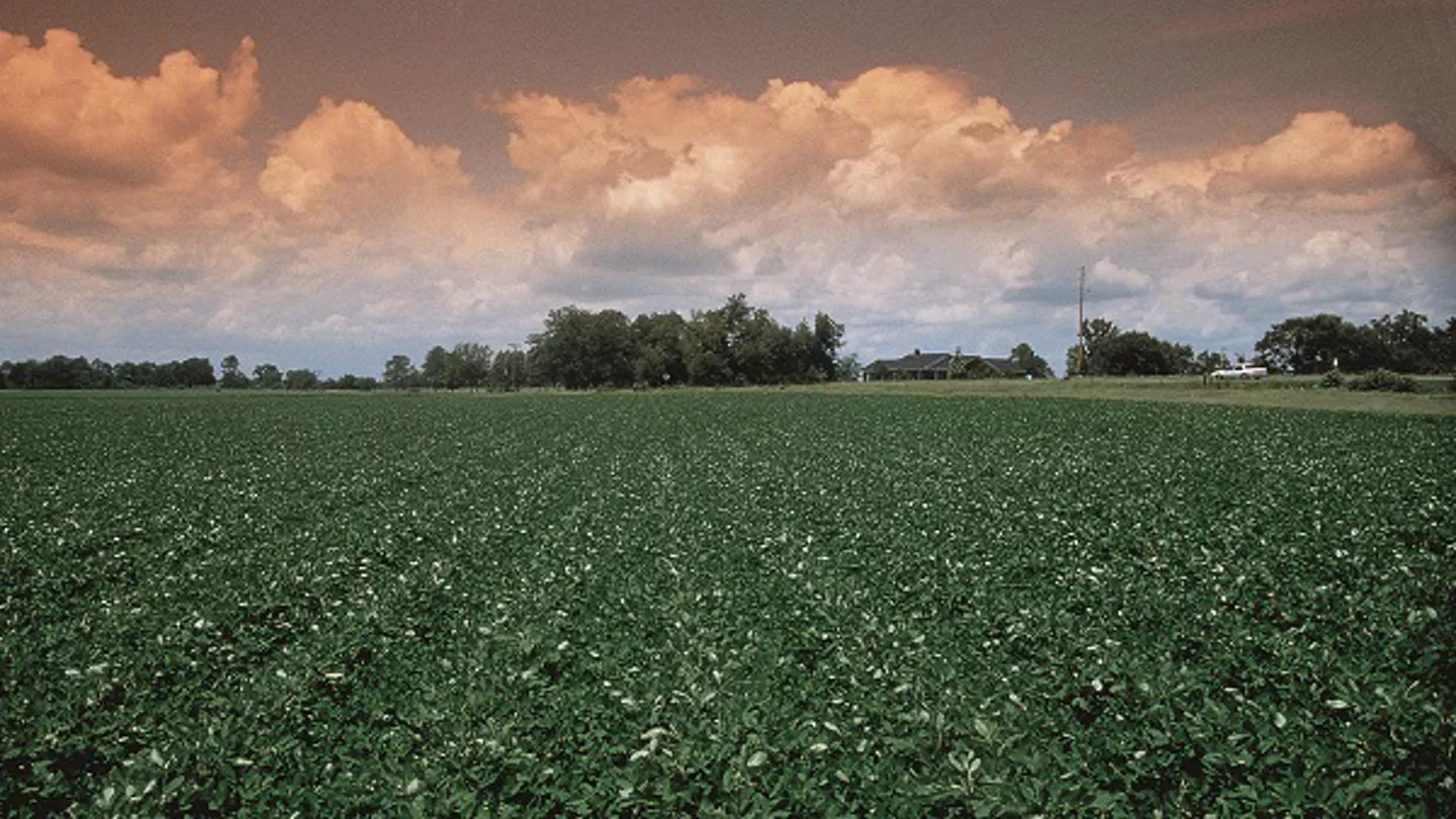 A Strong Offense: Peanut Disease Control Starts at Planting