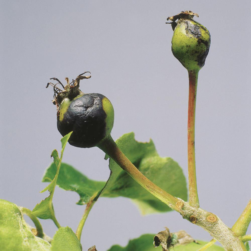 Pear Gall Midge