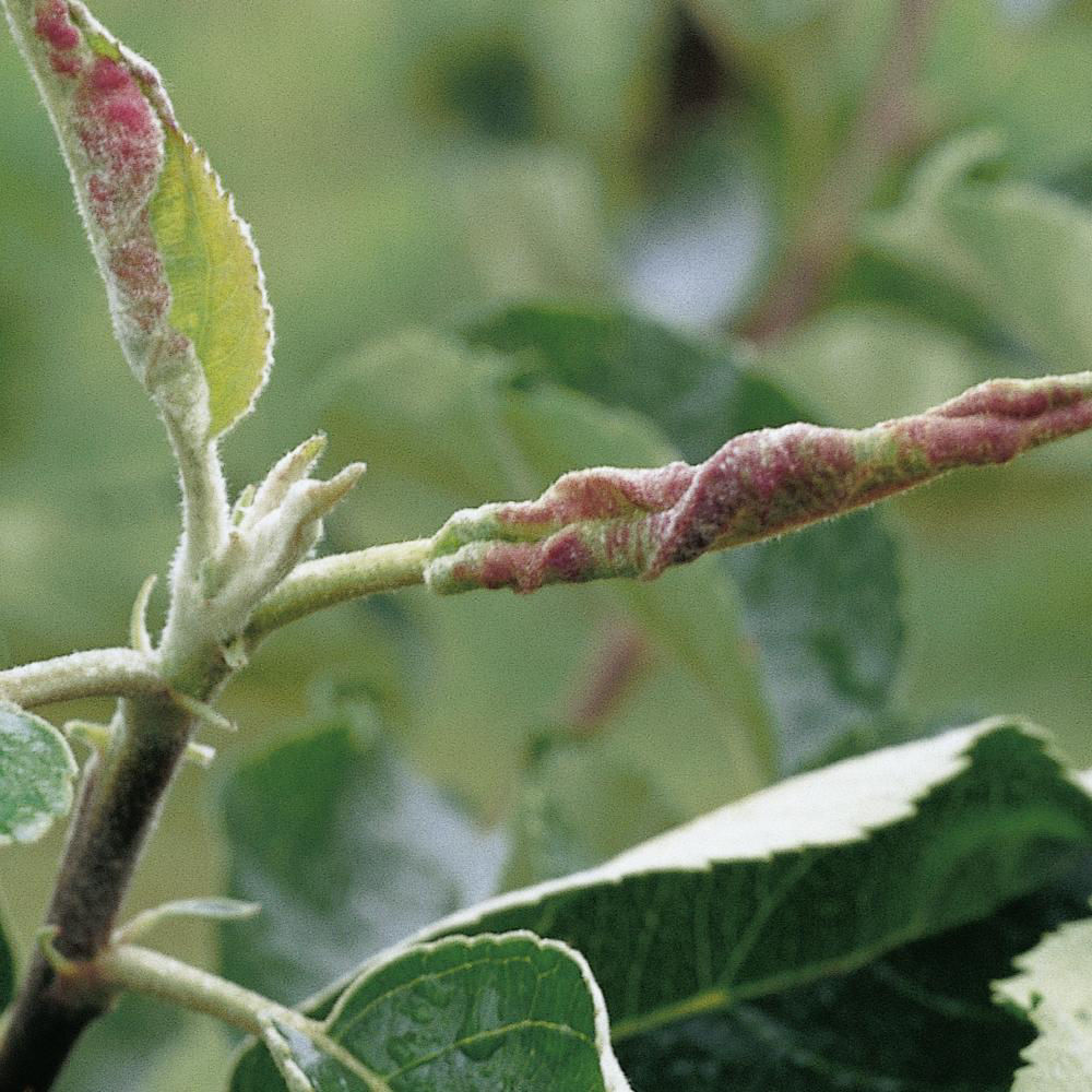 Pear Leaf Gall Midge