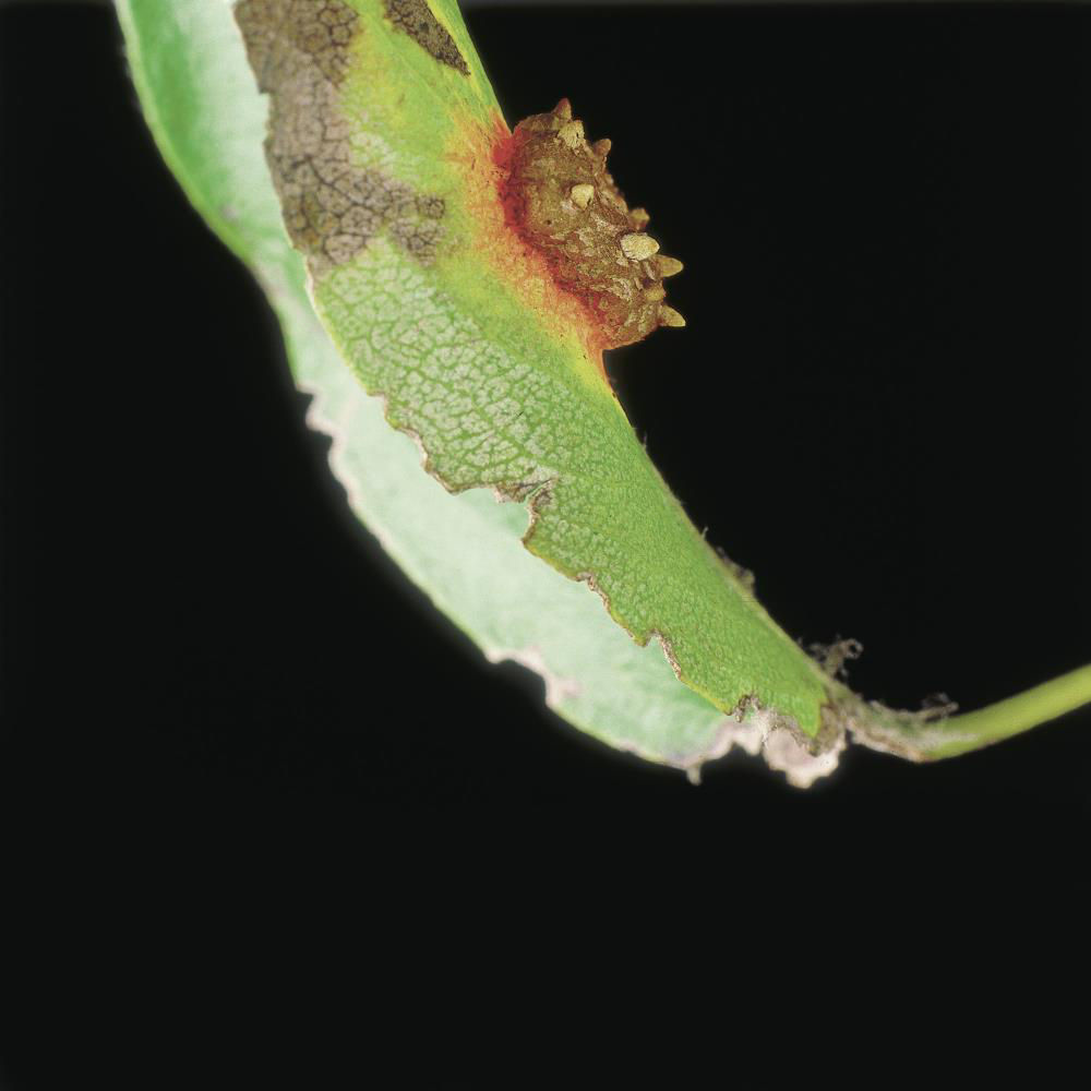 Pear Rust