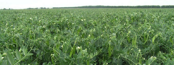 Peas in field mid growth