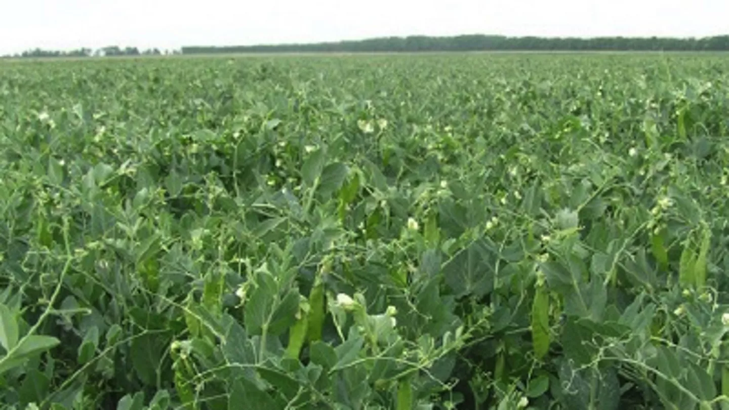 Cut Down on Weed Control Risks in Pulse Crop Rotations