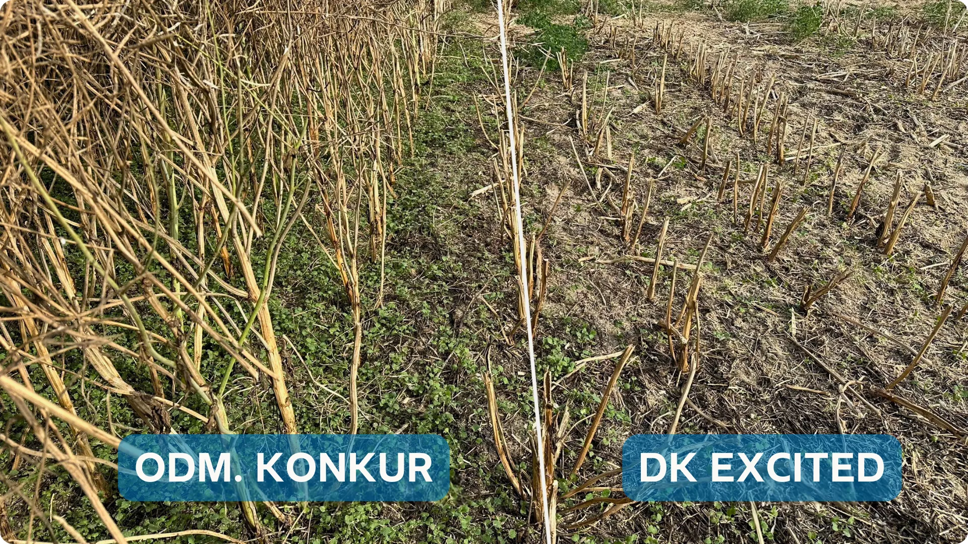 dk excited - porównanie odmian z konkurencją