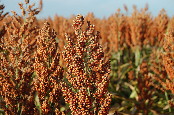 South Texas Sorghum days before the harvest