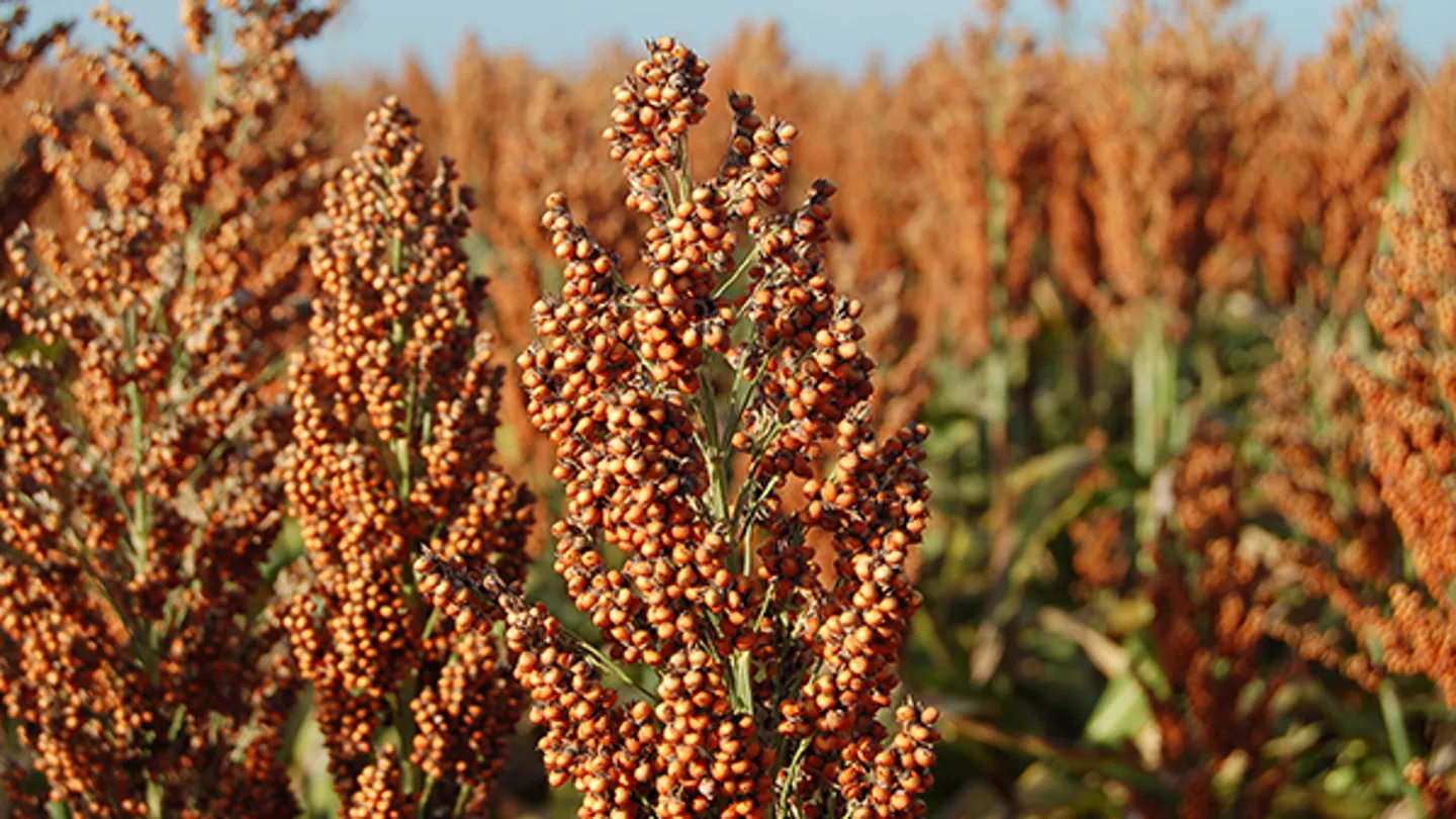 Insects Pose a Threat to Your Sorghum Yield